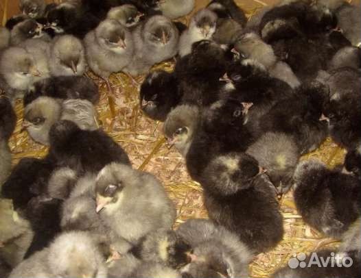 Доминант 107