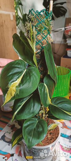 Филодендроны скандекс бразил и медиопикта