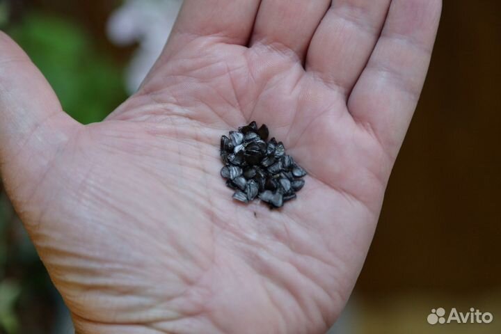 Зефирантес, семена