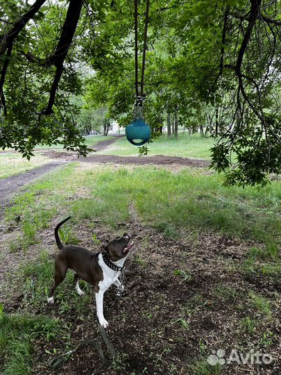 Вязка американский стаффорширский терьер