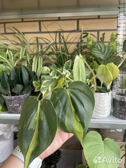 Филодендрон сканденс бразил - укорененные черенки