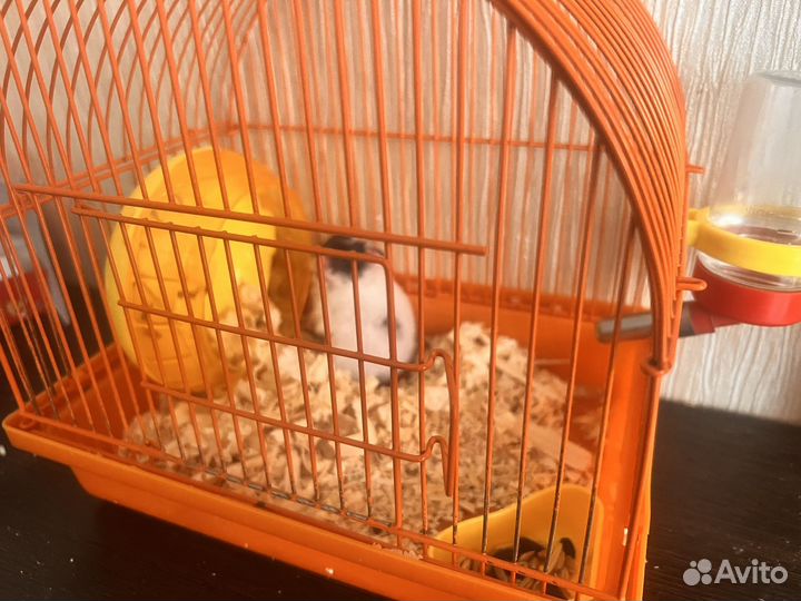 Сирийский хомяк мальчик