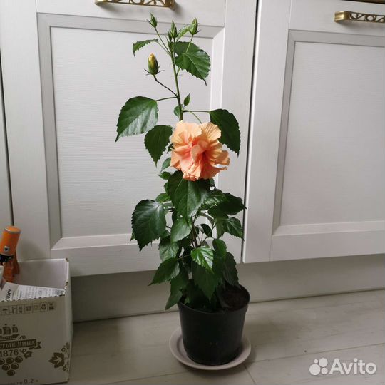 Гибискус махровый персиковый коралловый