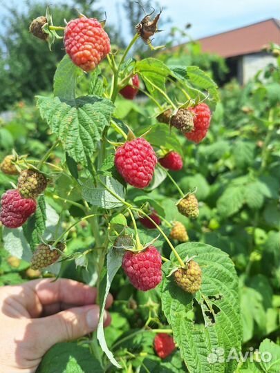 Ремонтантная малина