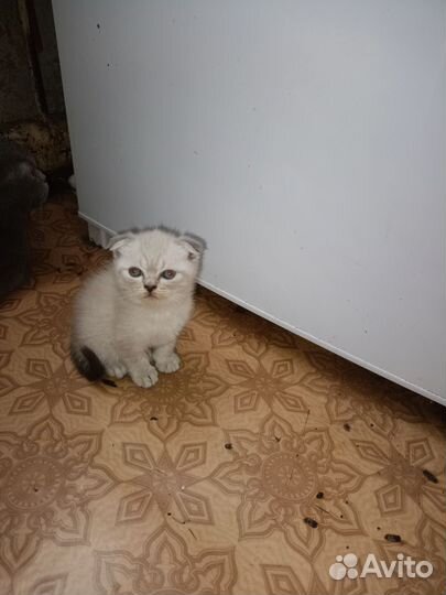 Шотландская вислоухая кошка