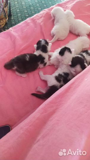 Котята в добрые руки бесплатно