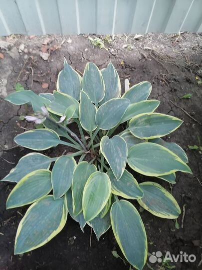 Хоста растение