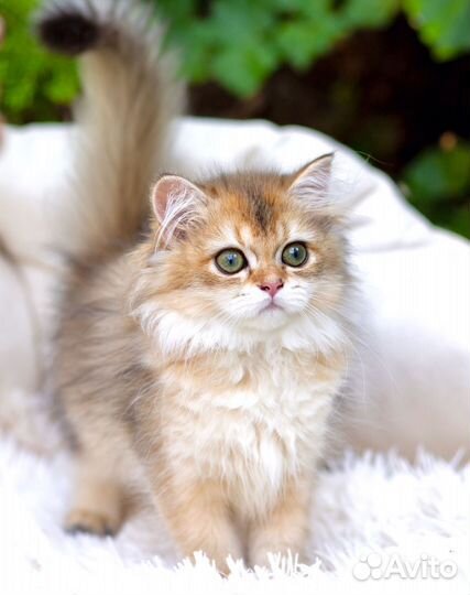 Котята британцы золотая шиншилла девочки