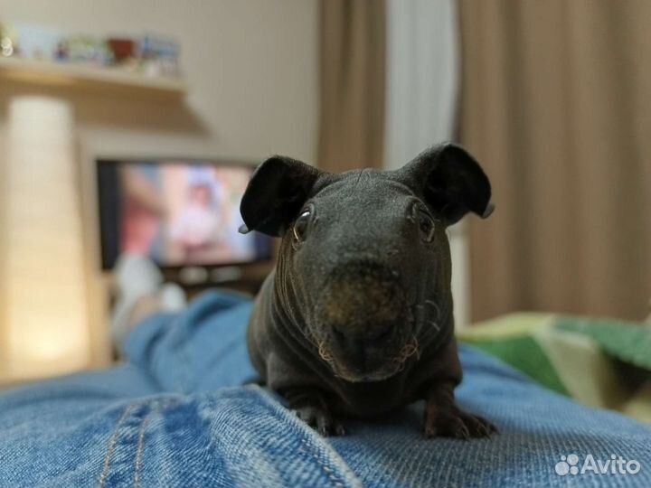 Морская свинки скинни