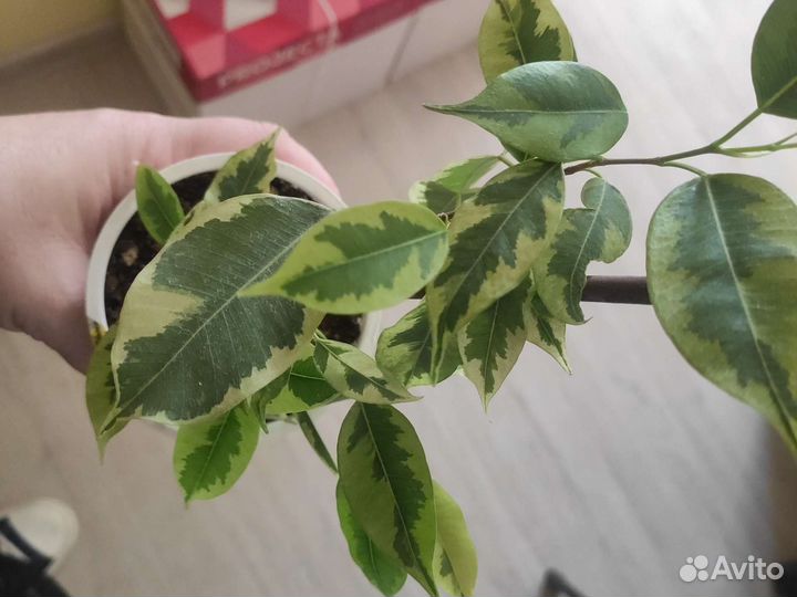 Фикус Бенджамина