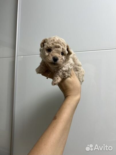 Мальтипу ф1 кудряшка бежевый капучино на август