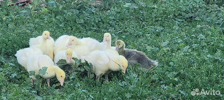 Гусята Линда и серые 28 дней