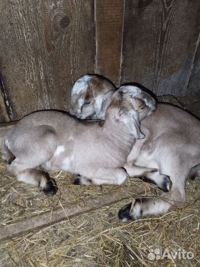 Нубийский козел. Вязка