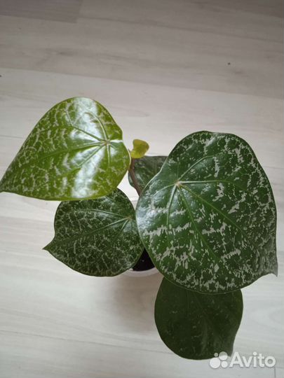 Перец орнатум, шафранный