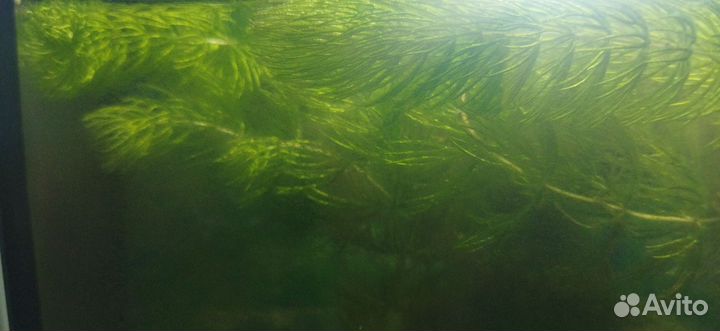 Растения в аквариум