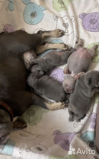 Французский бульдог щенки голубой и лиловый