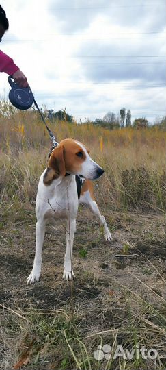 Русская пегая гончая