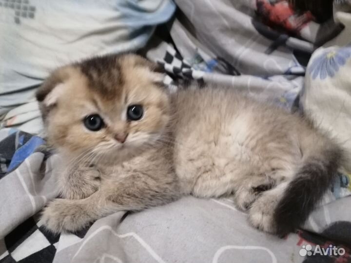 Шотландские котята