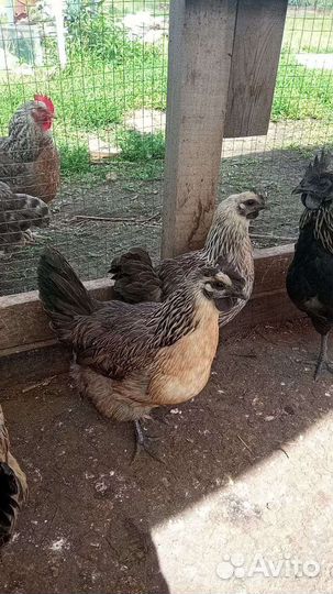 Яйцо инкубационное