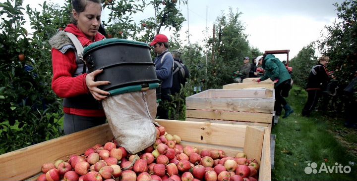 Сборка яблок. Вахта