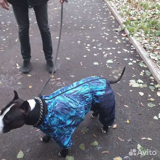 Одежда для собак