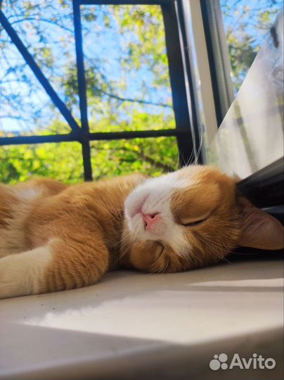 Кот 7 месяцев