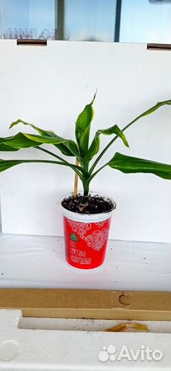 Комнатные цветы