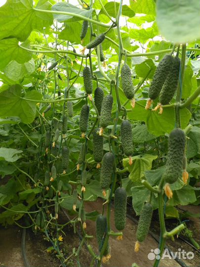 Семена профессионального огурца