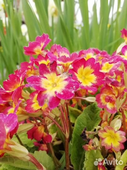 Садовые цветы