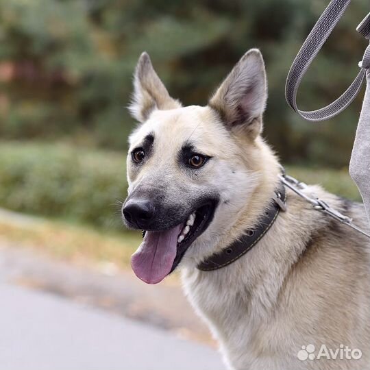 Лордик метис вео