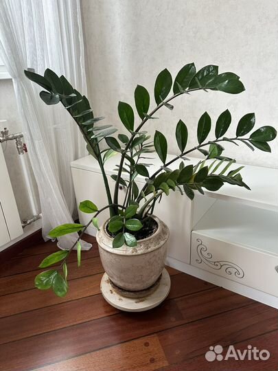 Замиокулькас 105 см