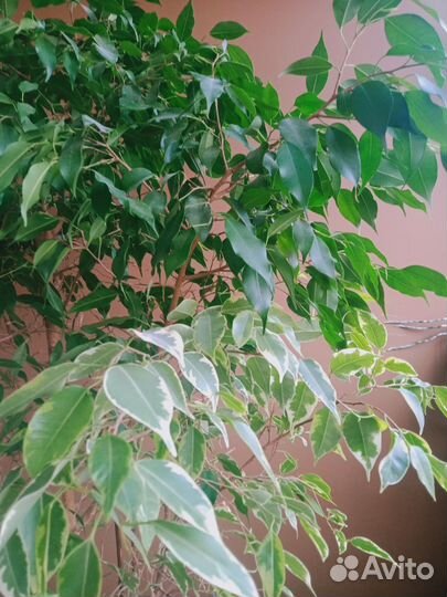 Фикус бенджамина большой 120см