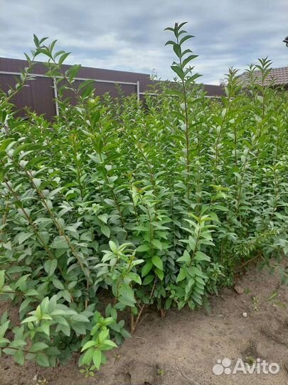 Живая изгородь Бирючина