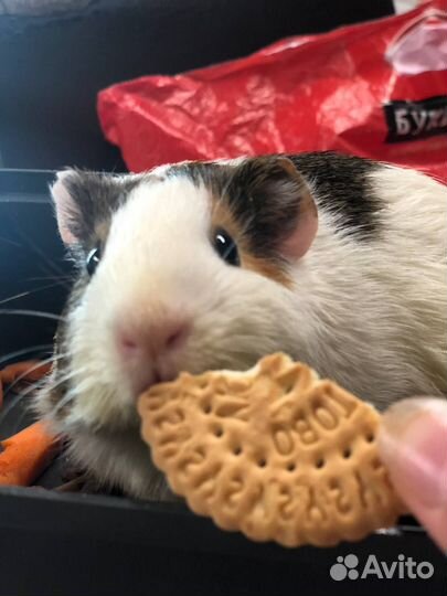 Морские свинки