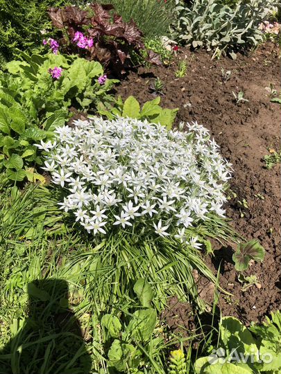 Птицемлечник