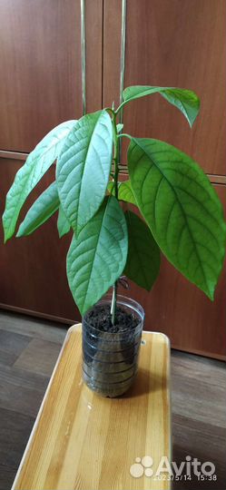 Авокадо деревце