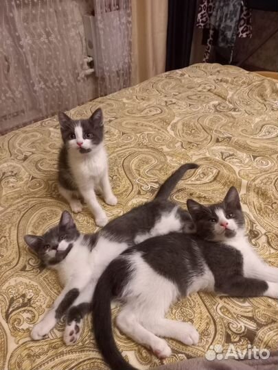 Котята, 2 месяца