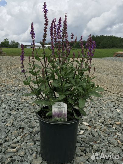 Лаванда,Шалфей,Ковыль,Мискантус в ассортименте