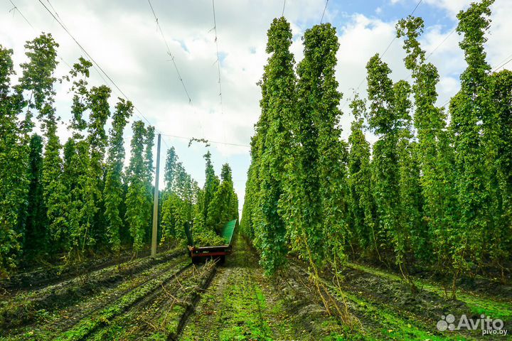 Хмель садовый саженцы