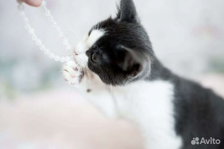 Котик в добрые руки