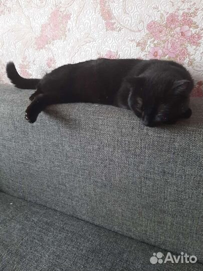 Я не такой подозрительный, я добрый котик