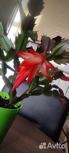 Декабрист шлюмбергера