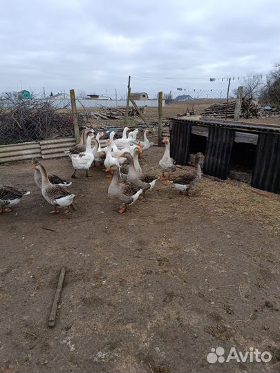 Гусиное инкубационное яйцо