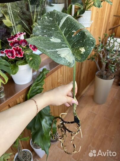 Монстера тайское созвездие