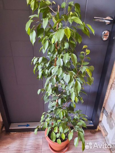 Фикус бенджамина и замиокулькас