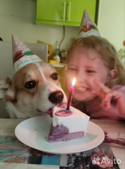 Корги вязка