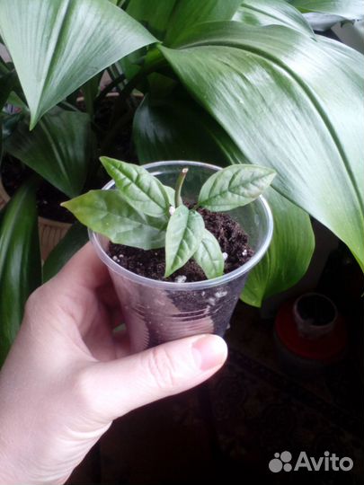 Клеродендрум Томпсона