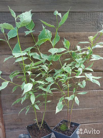 Дерен пестролистный саженцы