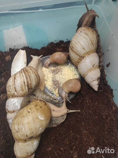 Улитки ахатины