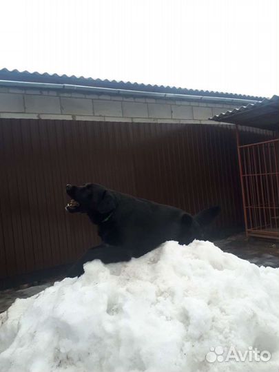 Вязка лабрадор